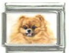 Italian Charms Modul Hunde - Zwergspitz