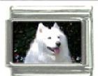 Italian Charms Modul Hunde - Samojede