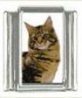 Italian Charms Modul Katzen