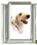 Italian Charms Modul Hunde - Afghane