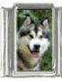 Italian Charms Modul Hunde - Alaskan Malamute