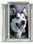 Italian Charms Modul Hunde - Alaskan Malamute