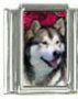 Italian Charms Modul Hunde - Alaskan Malamute