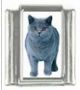 Italian Charms Modul Katzen