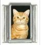 Italian Charms Modul Katzen