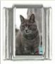 Italian Charms Modul Katzen