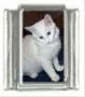 Italian Charms Modul Katzen