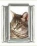 Italian Charms Modul Katzen