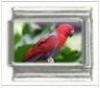 Italian Charms Modul Papagei