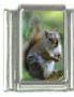 Italian Charms Modul Eichh�rnchen