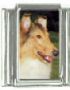 Italian Charms Modul Hunde - Collie